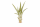 Tillandsia fasciculata M (ca. 13 cm) – große Luftpflanze ohne Erde – pflegeleicht & exotisch – Air Plant für Deko, Terrarium & Geschenk – OmniPlants