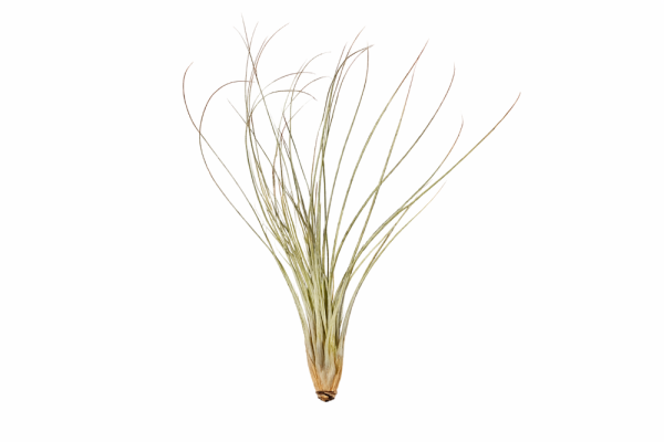 Tillandsia juncea L (ca. 40 cm) – Große Luftpflanze ohne Erde – Exotische Air Plant für moderne Deko, Terrarium & Holz – Pflegeleicht & stilvoll | OmniPlants