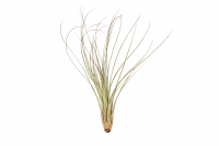 Tillandsia juncea L (ca. 40 cm) – Große...