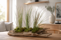 Tillandsia juncea L (ca. 40 cm) – Große Luftpflanze ohne Erde – Exotische Air Plant für moderne Deko, Terrarium & Holz – Pflegeleicht & stilvoll | OmniPlants