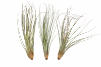 Tillandsia juncea L (ca. 40 cm) – Große Luftpflanze ohne Erde – Exotische Air Plant für moderne Deko, Terrarium & Holz – Pflegeleicht & stilvoll | OmniPlants