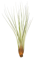 Tillandsia juncea L