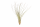 Tillandsia juncea L (ca. 40 cm) – Große Luftpflanze ohne Erde – Exotische Air Plant für moderne Deko, Terrarium & Holz – Pflegeleicht & stilvoll | OmniPlants