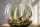 Tillandsia juncea L (ca. 40 cm) – Große Luftpflanze ohne Erde – Exotische Air Plant für moderne Deko, Terrarium & Holz – Pflegeleicht & stilvoll | OmniPlants