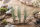 Tillandsia juncea L (ca. 40 cm) – Große Luftpflanze ohne Erde – Exotische Air Plant für moderne Deko, Terrarium & Holz – Pflegeleicht & stilvoll | OmniPlants