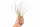 Tillandsia juncea L (ca. 40 cm) – Große Luftpflanze ohne Erde – Exotische Air Plant für moderne Deko, Terrarium & Holz – Pflegeleicht & stilvoll | OmniPlants