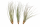 Tillandsia juncea L (ca. 40 cm) – Große Luftpflanze ohne Erde – Exotische Air Plant für moderne Deko, Terrarium & Holz – Pflegeleicht & stilvoll | OmniPlants