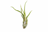 Tillandsia caput medusae L (ca. 20 cm) –...