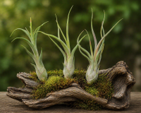 Tillandsia caput medusae L (ca. 20 cm) –...