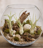 Tillandsia caput medusae L (ca. 20 cm) – große Luftpflanze ohne Erde – exotische Air Plant für Deko, Terrarium & DIY – pflegeleicht & nachhaltig verpackt – OmniPlants