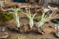 Tillandsia caput medusae L (ca. 20 cm) – große Luftpflanze ohne Erde – exotische Air Plant für Deko, Terrarium & DIY – pflegeleicht & nachhaltig verpackt – OmniPlants