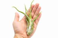 Tillandsia caput medusae L (ca. 20 cm) – große Luftpflanze ohne Erde – exotische Air Plant für Deko, Terrarium & DIY – pflegeleicht & nachhaltig verpackt – OmniPlants
