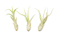 Tillandsia caput medusae L (ca. 20 cm) – große Luftpflanze ohne Erde – exotische Air Plant für Deko, Terrarium & DIY – pflegeleicht & nachhaltig verpackt – OmniPlants