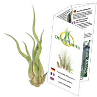 Tillandsia caput medusae L