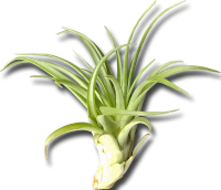 Tillandsia brachycaulos abdita XL, ca. 15 cm hoch
