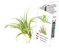 Tillandsia brachycaulos abdita XL, ca. 15 cm hoch