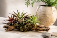 Tillandsia brachycaulos abdita XL, ca. 15 cm hoch