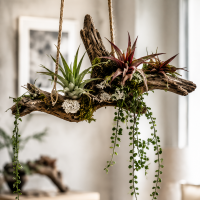 Tillandsia brachycaulos abdita XL, ca. 15 cm hoch