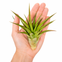 Tillandsia brachycaulos abdita XL, ca. 15 cm hoch