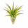 Tillandsia brachycaulos abdita XL, ca. 15 cm hoch