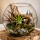 Tillandsia brachycaulos abdita XL, ca. 15 cm hoch