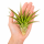 Tillandsia brachycaulos abdita XL, ca. 15 cm hoch