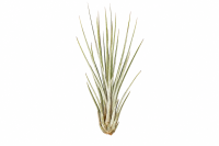 Tillandsia juncea S, ca. 14 cm