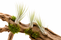Tillandsia juncea S, ca. 14 cm