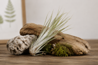 Tillandsia juncea S, ca. 14 cm