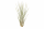 Tillandsia juncea S, ca. 14 cm
