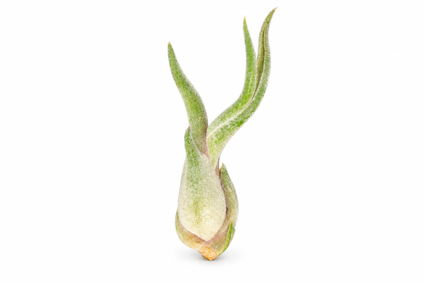 Tillandsia caput medusae S