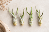 Tillandsia caput medusae S