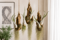 Tillandsia caput medusae S