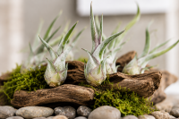 Tillandsia caput medusae S