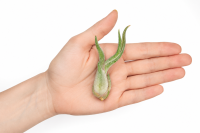 Tillandsia caput medusae S