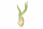 Tillandsia caput medusae S
