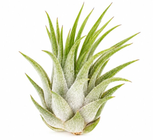 Tillandsia kolbii S (ca. 4 cm) – Mini Luftpflanze ohne Erde – Pflegeleicht & dekorativ – Ideal für Terrarium, DIY & Geschenk – Air Plant Bromelie – OmniPlants