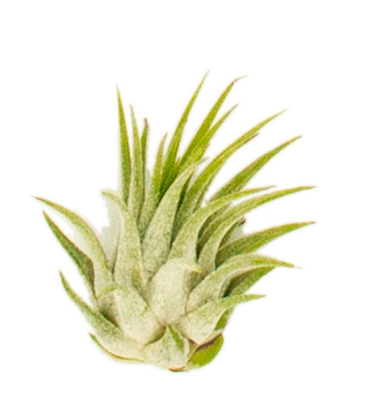mini bromelie Bromelia Guzmania 'Mini Fairy' – Sprouts of Bristol main image 1