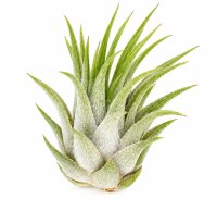 Tillandsia kolbii S (ca. 4 cm) – Mini Luftpflanze...