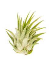 Tillandsia kolbii S (ca. 4 cm) – Mini Luftpflanze...