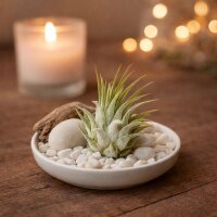 Tillandsia kolbii S (ca. 4 cm) – Mini Luftpflanze...