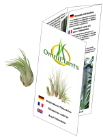 Tillandsia kolbii S (ca. 4 cm) – Mini Luftpflanze ohne Erde – Pflegeleicht & dekorativ – Ideal für Terrarium, DIY & Geschenk – Air Plant Bromelie – OmniPlants