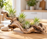Tillandsia kolbii S (ca. 4 cm) – Mini Luftpflanze ohne Erde – Pflegeleicht & dekorativ – Ideal für Terrarium, DIY & Geschenk – Air Plant Bromelie – OmniPlants