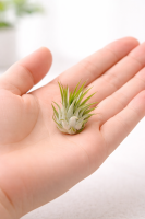 Tillandsia kolbii S (ca. 4 cm) – Mini Luftpflanze ohne Erde – Pflegeleicht & dekorativ – Ideal für Terrarium, DIY & Geschenk – Air Plant Bromelie – OmniPlants