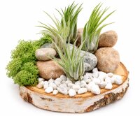 Tillandsia kolbii S (ca. 4 cm) – Mini Luftpflanze ohne Erde – Pflegeleicht & dekorativ – Ideal für Terrarium, DIY & Geschenk – Air Plant Bromelie – OmniPlants