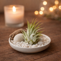Tillandsia kolbii S (ca. 4 cm) – Mini Luftpflanze ohne Erde – Pflegeleicht & dekorativ – Ideal für Terrarium, DIY & Geschenk – Air Plant Bromelie – OmniPlants