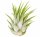 Tillandsia kolbii S (ca. 4 cm) – Mini Luftpflanze ohne Erde – Pflegeleicht & dekorativ – Ideal für Terrarium, DIY & Geschenk – Air Plant Bromelie – OmniPlants