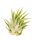 Tillandsia kolbii S (ca. 4 cm) – Mini Luftpflanze ohne Erde – Pflegeleicht & dekorativ – Ideal für Terrarium, DIY & Geschenk – Air Plant Bromelie – OmniPlants