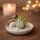 Tillandsia kolbii S (ca. 4 cm) – Mini Luftpflanze ohne Erde – Pflegeleicht & dekorativ – Ideal für Terrarium, DIY & Geschenk – Air Plant Bromelie – OmniPlants