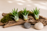 Tillandsia velutina S